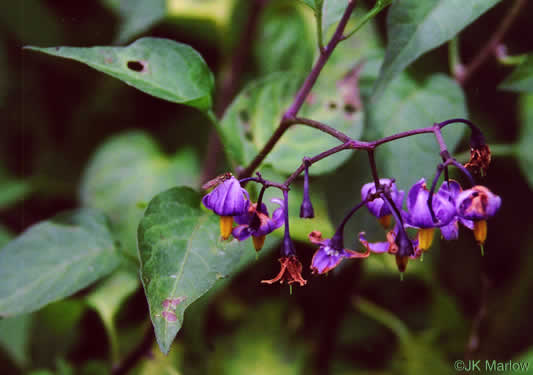 image of Solanum dulcamara, Bittersweet Nightshade, Deadly Nightshade, Climbing Nightshade