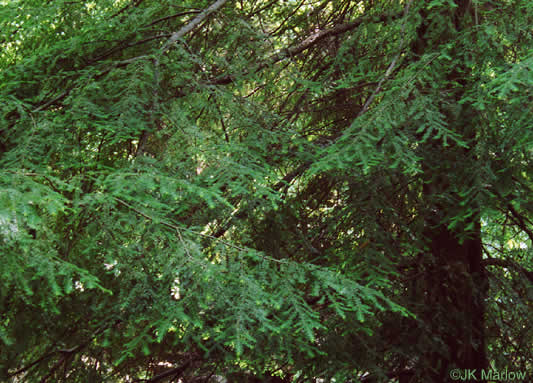 image of Tsuga canadensis, Eastern Hemlock, Canada Hemlock