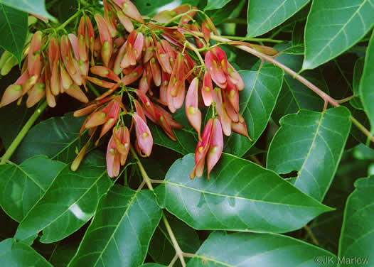 image of Ailanthus altissima, Ailanthus, Tree-of-heaven, Stink-tree