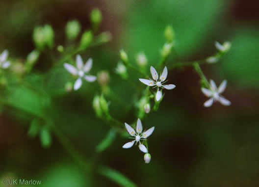 image of Micranthes petiolaris var. petiolaris, Michaux's Saxifrage, Cliff Saxifrage