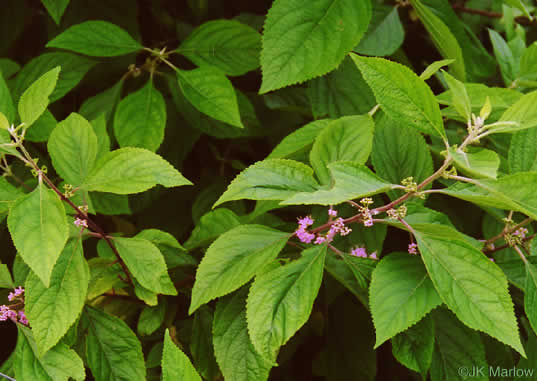 image of Callicarpa americana, American Beautyberry, French Mulberry, Beautybush