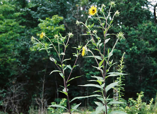 image of Helianthus resinosus, Hairy Sunflower, Resinous Sunflower, Gray Sunflower, Resindot Sunflower