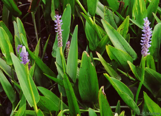 image of Pontederia cordata var. lancifolia, Lanceleaf Pickerelweed