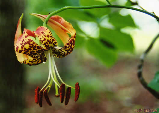 image of Lilium michauxii, Carolina Lily, Michaux’s Lily