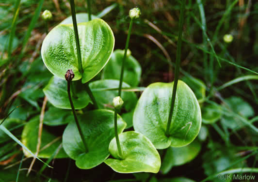 Parnassia grandifolia, Bigleaf Grass-of-Parnassus, Limeseep Parnassia
