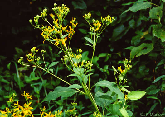 image of Verbesina occidentalis, Southern Crownbeard, Yellow Crownbeard