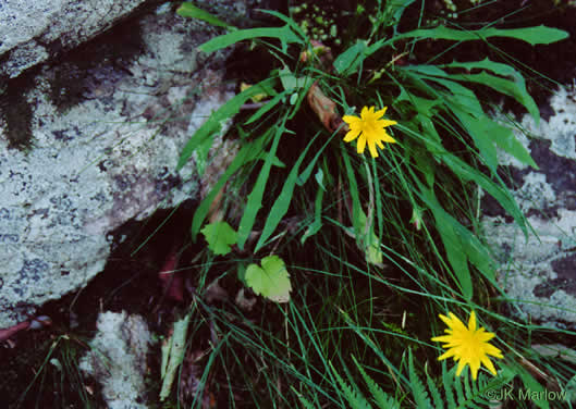 image of Krigia montana, Mountain Dwarf-dandelion, Mountain Cynthia