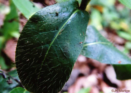 image of Hieracium gronovii, Hairy Hawkweed, Beaked Hawkweed