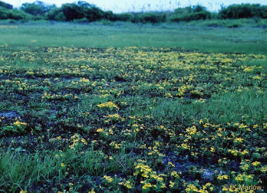 image of Helenium amarum, Bitterweed, Yellow Sneezeweed, Bitter Sneezeweed