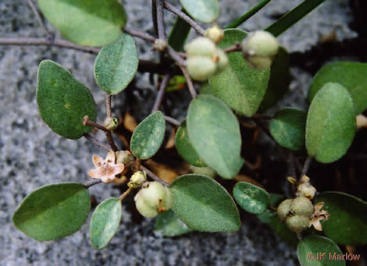 image of Croton punctatus, Silverleaf Croton, Gulf Croton, Beach-tea