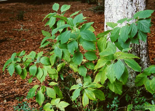 image of Callicarpa americana, American Beautyberry, French Mulberry, Beautybush