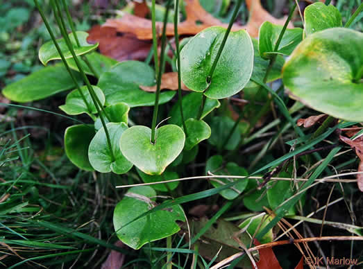image of Parnassia grandifolia, Bigleaf Grass-of-Parnassus, Limeseep Parnassia