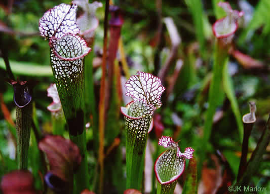 image of Sarracenia leucophylla, Whitetop Pitcherplant, Crimson Pitcherplant