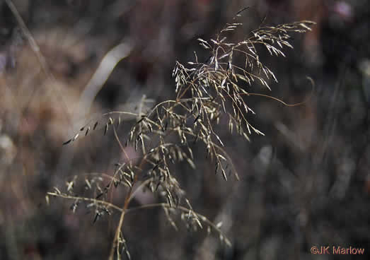 image of Eragrostis curvula, Weeping Lovegrass