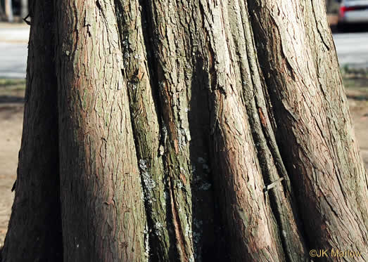 image of Taxodium distichum, Bald Cypress