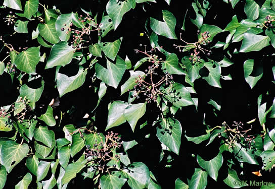 image of Hedera helix var. helix, English Ivy, Common Ivy