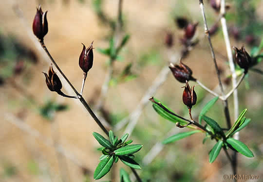 image of Hypericum frondosum, Golden St. Johnswort, Cedar Glade St. Johnswort