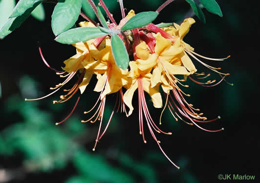 image of Rhododendron austrinum, Florida Flame Azalea, Yellow Azalea
