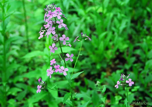 Hesperis matronalis, Dame's Rocket