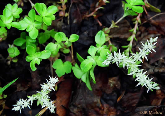 image of Sedum ternatum, Mountain Stonecrop, Whorled Stonecrop, Three-leaf Stonecrop