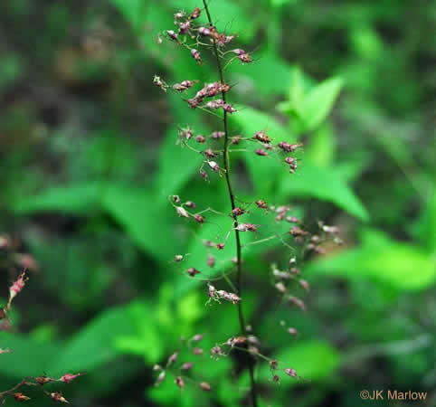 image of Heuchera americana, American Alumroot