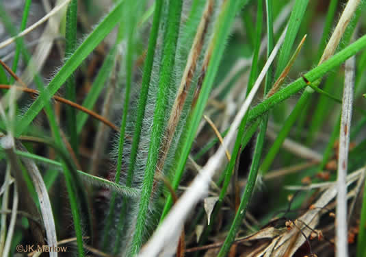 image of Danthonia sericea, Silky Oatgrass, Downy Oatgrass, Downy Danthonia