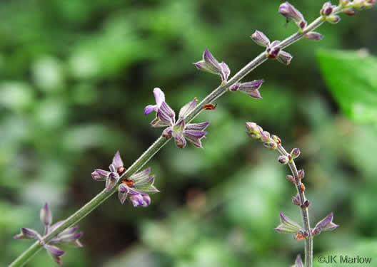 image of Salvia urticifolia, Nettleleaf Sage