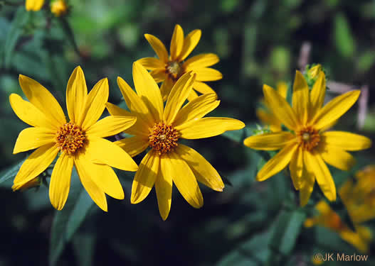 image of Helianthus divaricatus, Woodland Sunflower, Spreading Sunflower