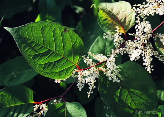 image of Reynoutria japonica, Japanese Knotweed