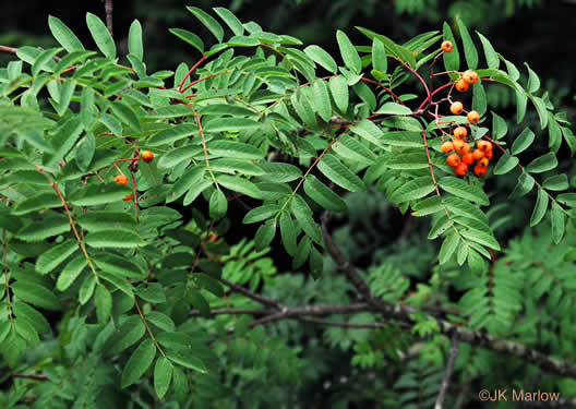image of Sorbus aucuparia ssp. aucuparia, European Mountain-ash, Rowan