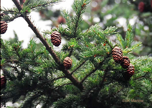 Picea rubens, Red Spruce, He Balsam