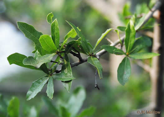 image of Quercus hemisphaerica, Darlington Oak, Sand Laurel Oak