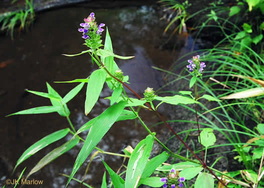 image of Prunella vulgaris var. lanceolata, American Heal-all, American Self-heal, Lance Selfheal