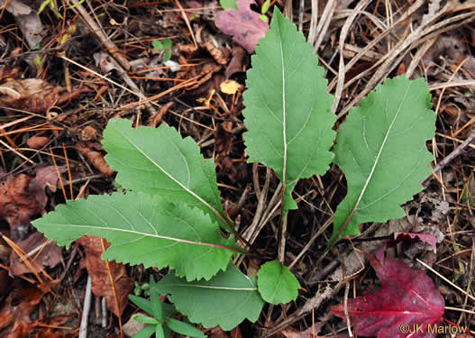 image of Parthenium integrifolium var. integrifolium, Common Wild Quinine