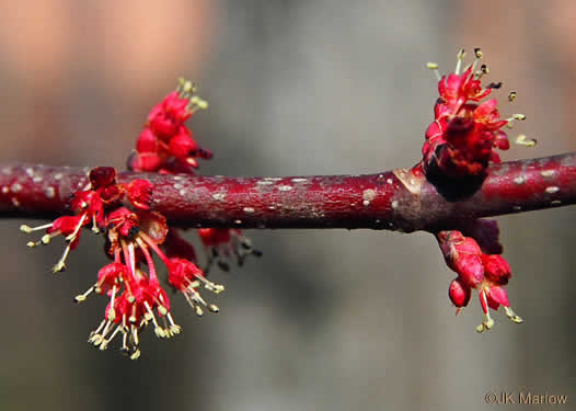 image of Acer rubrum var. rubrum, Eastern Red Maple