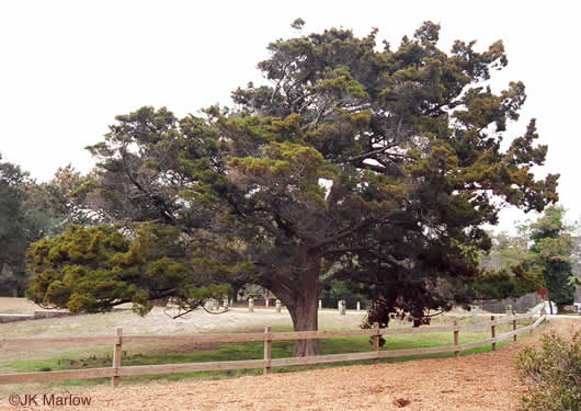 Juniperus silicicola, Southern Red Cedar, Coastal Red Cedar