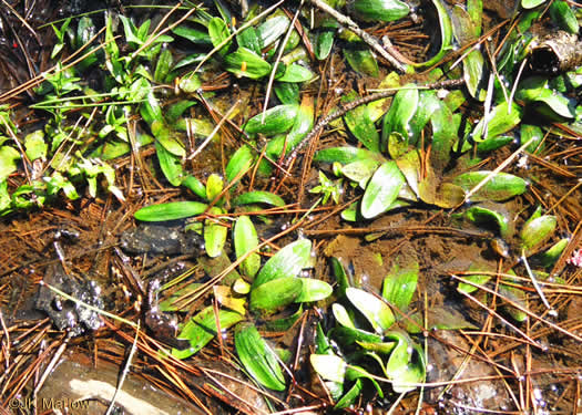 image of Sagittaria fasciculata, Bunched Arrowhead