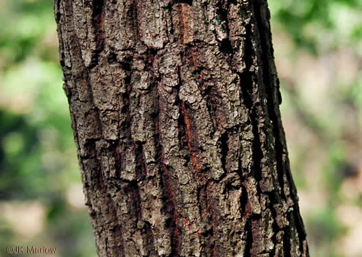 image of Quercus montana, Rock Chestnut Oak, Mountain Oak, Tanbark Oak