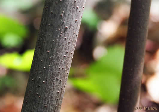 image of Calycanthus floridus, Sweetshrub, Carolina Allspice, Strawberry-shrub, Sweet Bubby-bush