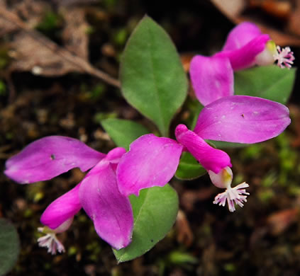 image of Polygaloides paucifolia, Gaywings, Fringed Polygala, Flowering Wintergreen, Bird-on-the-wing