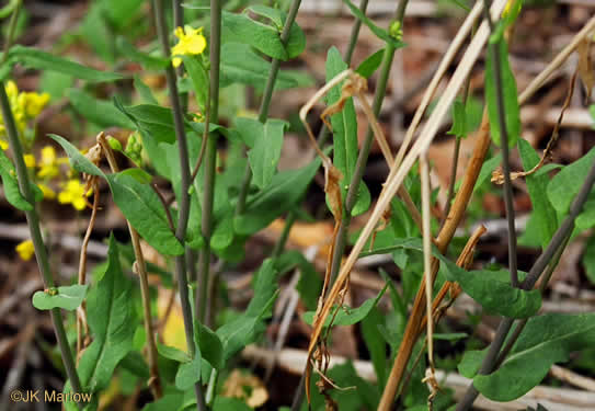 image of Brassica rapa, Turnip, Field Mustard, Field Rape, Chinese Cabbage