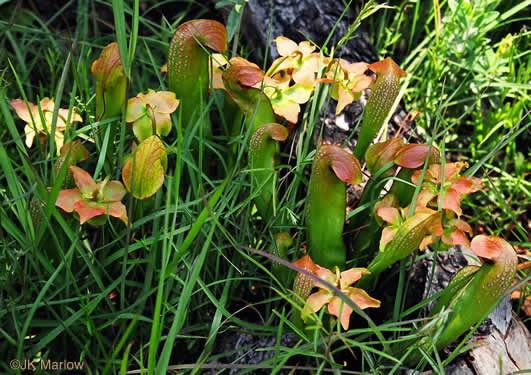 Sarracenia minor var. minor, Hooded Pitcherplant