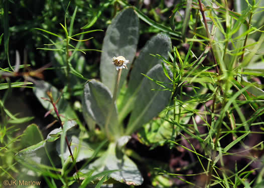 image of Chaptalia tomentosa, Woolly Sunbonnets, Pineland Daisy, Night-nodding Bog-dandelion, Sunbonnets