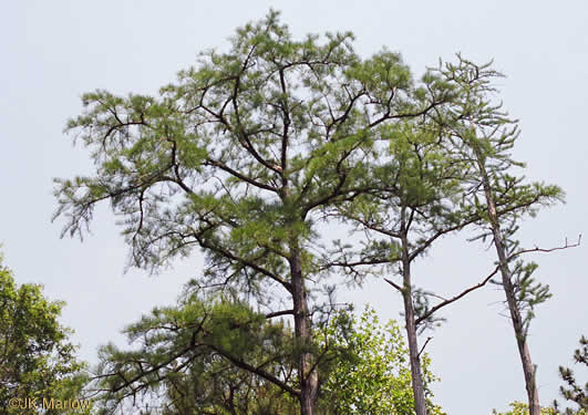 image of Taxodium ascendens, Pond Cypress