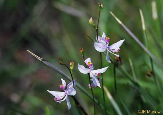 image of Calopogon pallidus, Pale Grass-pink