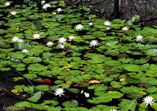 image of Nymphaea odorata ssp. odorata, Fragrant White Water-lily, American Water-lily, Sweet Water-lily, White Water-lily