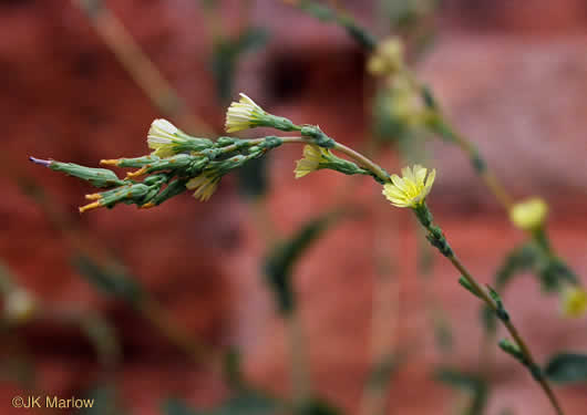 image of Lactuca serriola, Prickly Lettuce