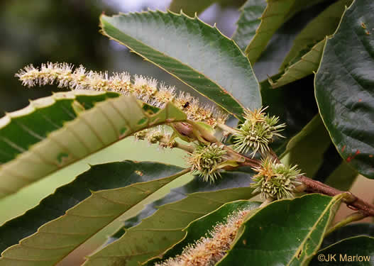 catkin