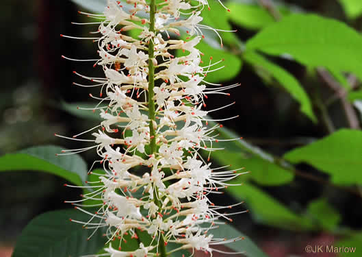 image of Aesculus parviflora, Bottlebrush Buckeye