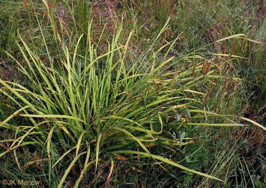 image of Carex crinita var. crinita, Long-fringed Sedge, Drooping Sedge